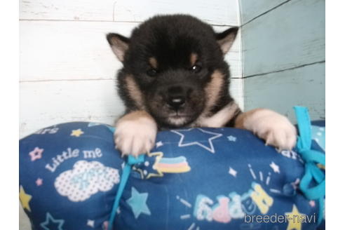 成約済の埼玉県の柴犬-146065の5枚目