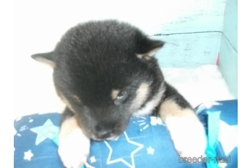成約済の埼玉県の柴犬-146065の3枚目