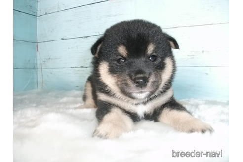 成約済の埼玉県の柴犬-146066の1枚目