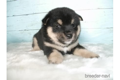 成約済の埼玉県の柴犬-146066の8枚目