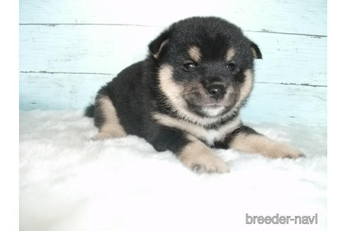 成約済の埼玉県の柴犬-146066の7枚目