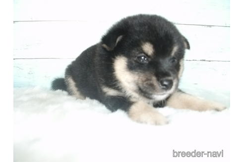 成約済の埼玉県の柴犬-146066の6枚目