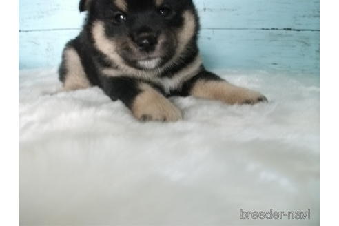 成約済の埼玉県の柴犬-146066の4枚目