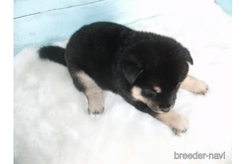 成約済の埼玉県の柴犬-146066の2枚目