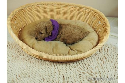 成約済の埼玉県のトイプードル-146084の4枚目