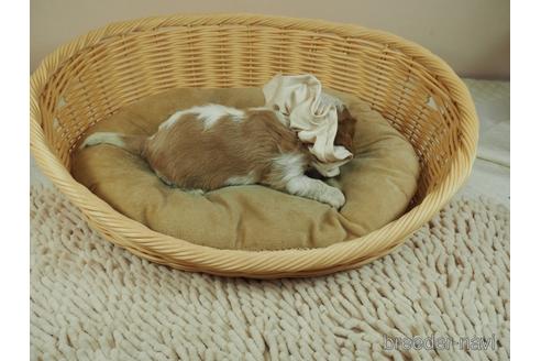 成約済の埼玉県のキャバリアキングチャールズスパニエル-146101の5枚目