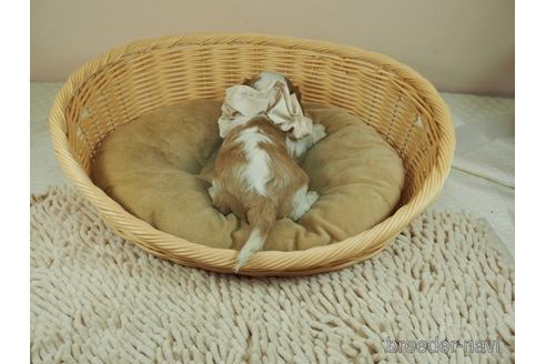 成約済の埼玉県のキャバリアキングチャールズスパニエル-146101の3枚目