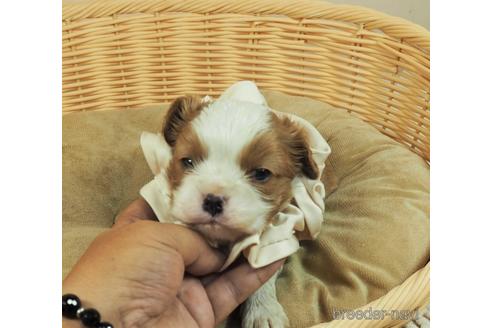 成約済の埼玉県のキャバリアキングチャールズスパニエル-146101の2枚目