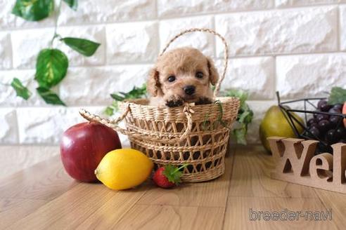 成約済の滋賀県のトイプードル-146100の1枚目