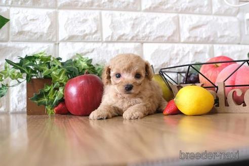 成約済の滋賀県のトイプードル-146100の3枚目