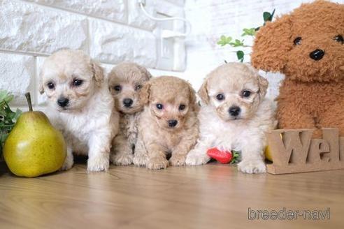 成約済の滋賀県のトイプードル-146100の2枚目