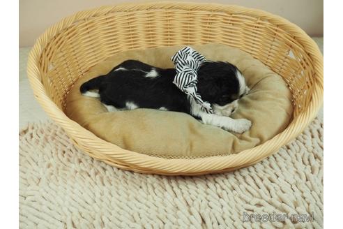 成約済の埼玉県のキャバリアキングチャールズスパニエル-146106の5枚目
