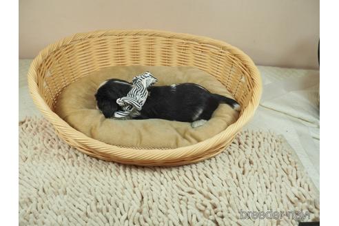成約済の埼玉県のキャバリアキングチャールズスパニエル-146106の4枚目