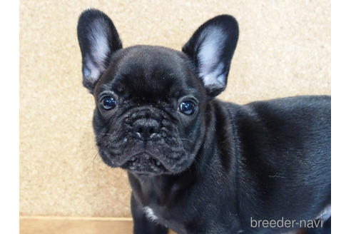 成約済の愛知県のフレンチブルドッグ-142066の1枚目