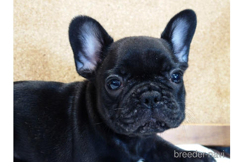 成約済の愛知県のフレンチブルドッグ-142066の8枚目