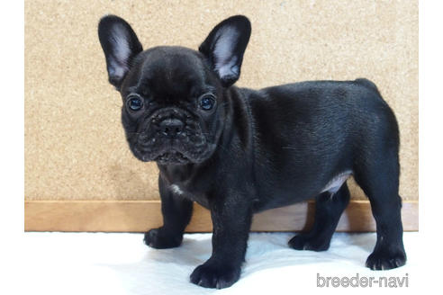 成約済の愛知県のフレンチブルドッグ-142066の7枚目