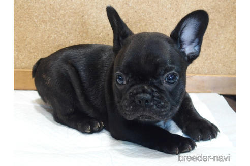 成約済の愛知県のフレンチブルドッグ-142066の6枚目