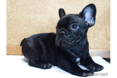 成約済の愛知県のフレンチブルドッグ-142066の5枚目