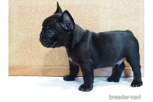 成約済の愛知県のフレンチブルドッグ-142066の4枚目