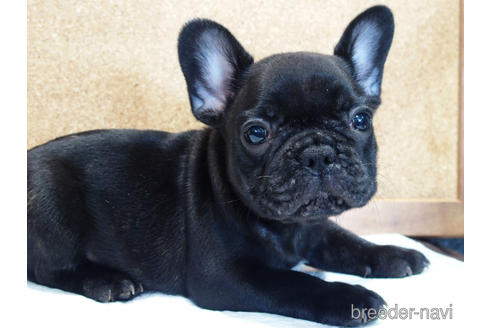 成約済の愛知県のフレンチブルドッグ-142066の3枚目