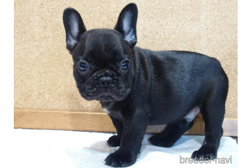 成約済の愛知県のフレンチブルドッグ-142066の2枚目