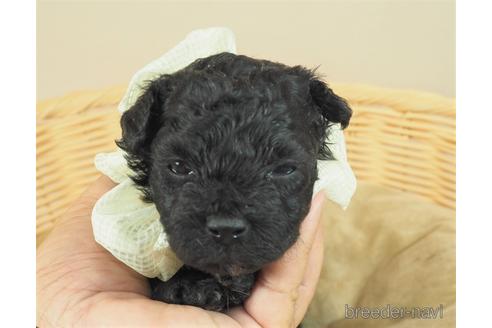 成約済の埼玉県のマルプー:マルチーズ×トイプードル-146109の1枚目