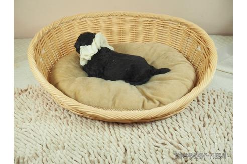 成約済の埼玉県のマルプー:マルチーズ×トイプードル-146109の4枚目