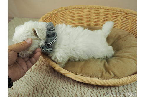 成約済の埼玉県のマルチーズ-143346の3枚目