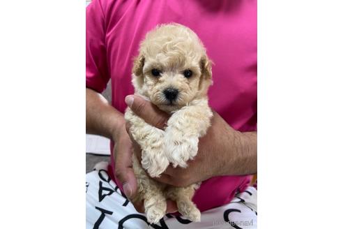 成約済の静岡県のタイニープードル-144307の1枚目