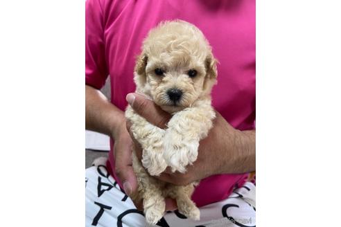 成約済の静岡県のタイニープードル-144307の2枚目