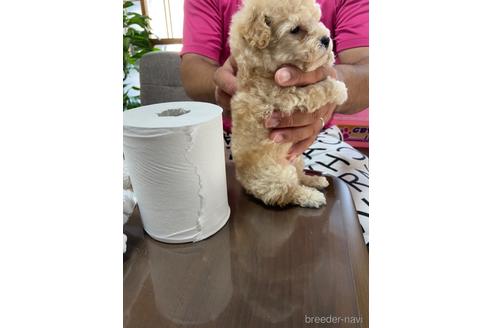 成約済の静岡県のタイニープードル-144307の3枚目