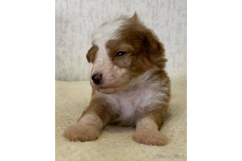 成約済の茨城県のミックス犬-144884の8枚目
