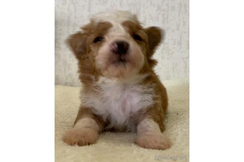 成約済の茨城県のミックス犬-144884の7枚目