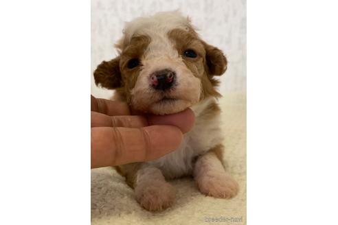 成約済の茨城県のミックス犬-144884の6枚目