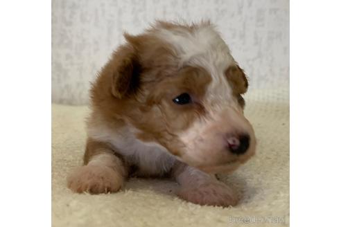 成約済の茨城県のミックス犬-144884の5枚目