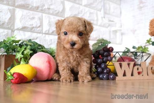 成約済の滋賀県のトイプードル-144358