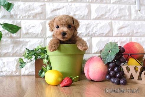 成約済の滋賀県のトイプードル-144358の5枚目