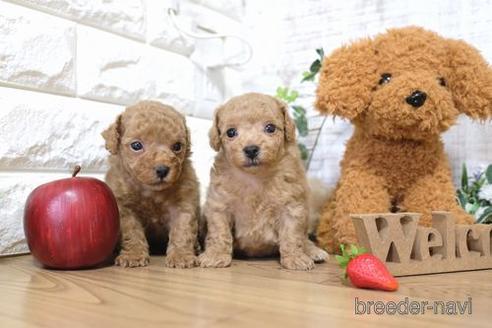 成約済の滋賀県のトイプードル-144358の4枚目