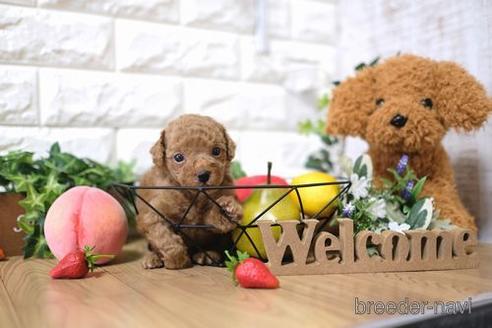 成約済の滋賀県のトイプードル-144358の3枚目