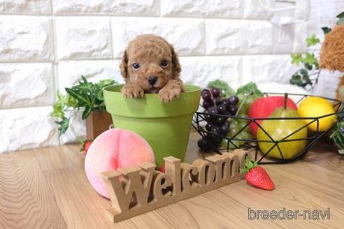 成約済の滋賀県のトイプードル-144358の2枚目