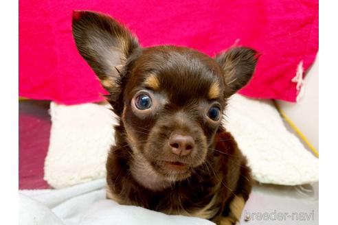 成約済の東京都のチワワ(ロングコート)-146133の1枚目