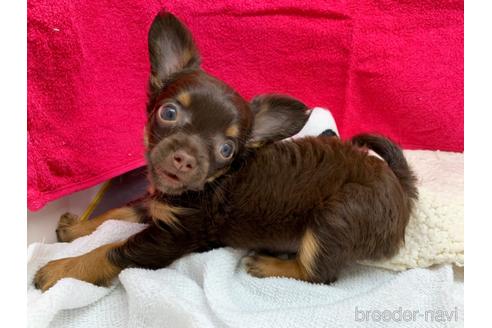 成約済の東京都のチワワ(ロングコート)-146133の7枚目