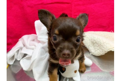 成約済の東京都のチワワ(ロングコート)-146133の6枚目