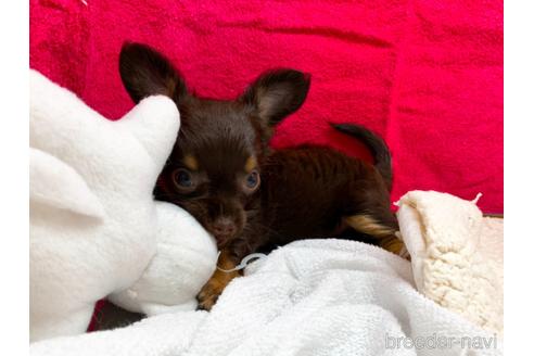 成約済の東京都のチワワ(ロングコート)-146133の2枚目