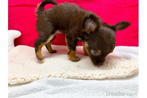 成約済の東京都のチワワ(ロングコート)-146133の3枚目