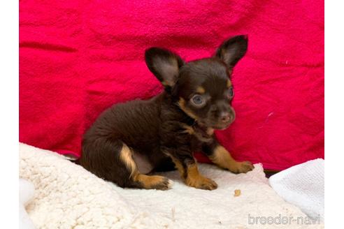 成約済の東京都のチワワ(ロングコート)-146133の4枚目