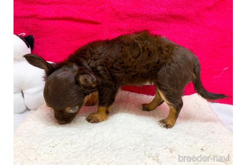 成約済の東京都のチワワ(ロングコート)-146133の5枚目