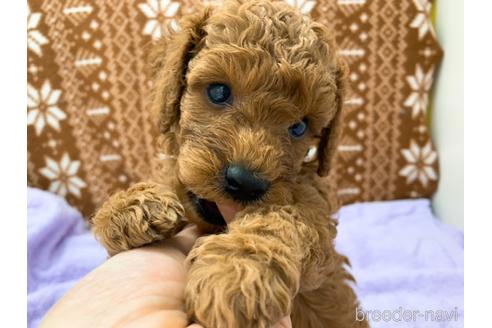 成約済の東京都のトイプードル-146136の8枚目