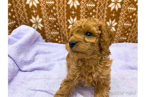 成約済の東京都のトイプードル-146136の7枚目