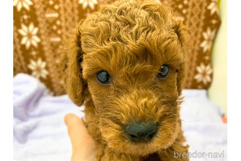 成約済の東京都のトイプードル-146136の5枚目